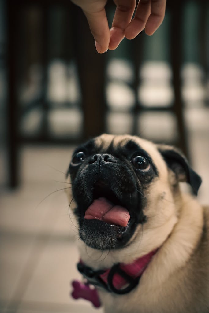 A pug dog is looking up at a person